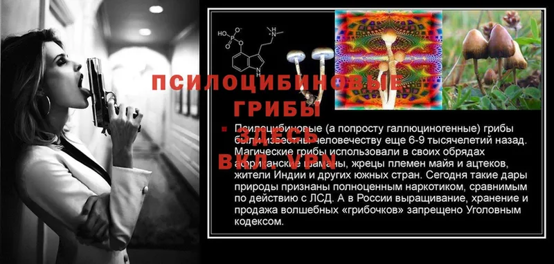 где найти   Карабаш  Галлюциногенные грибы Psilocybe 